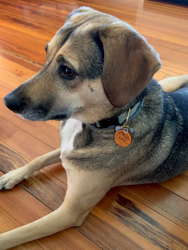Quiet Leather Dog Id Tag- Name & 2 paws